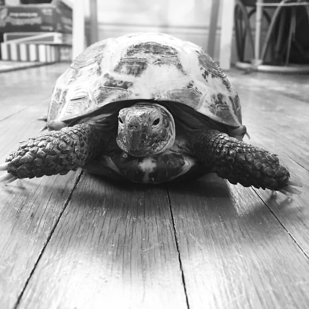 Bella The Tortoise.