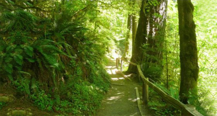Washington Rain Forest