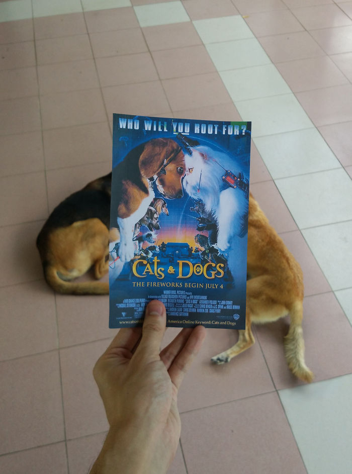 Instagrammer Combines Famous Movie Posters With Real-Life Puppies