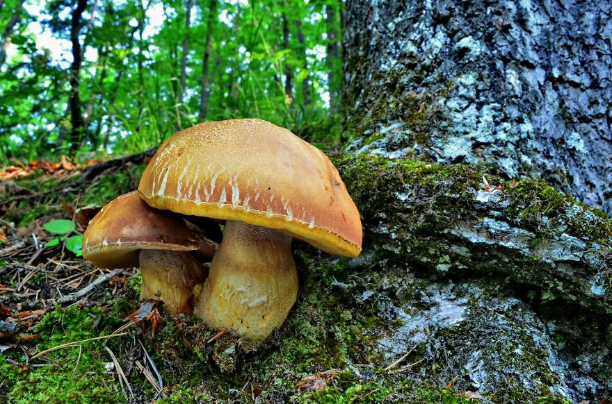I've Been Picking Mushrooms For My Whole Life But Only Now Started To Photograph Them