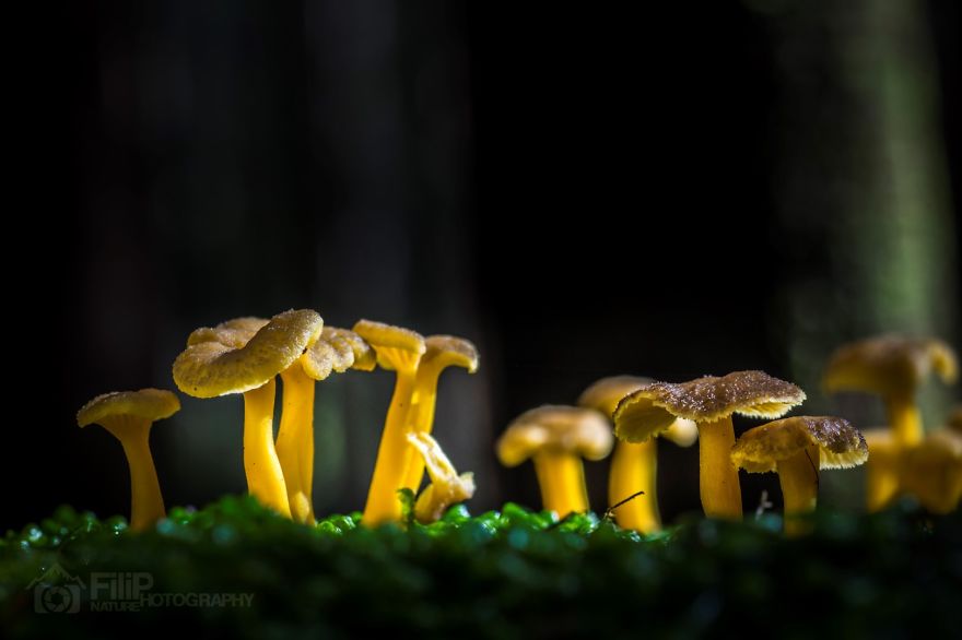 I've Been Picking Mushrooms For My Whole Life But Only Now Started To Photograph Them