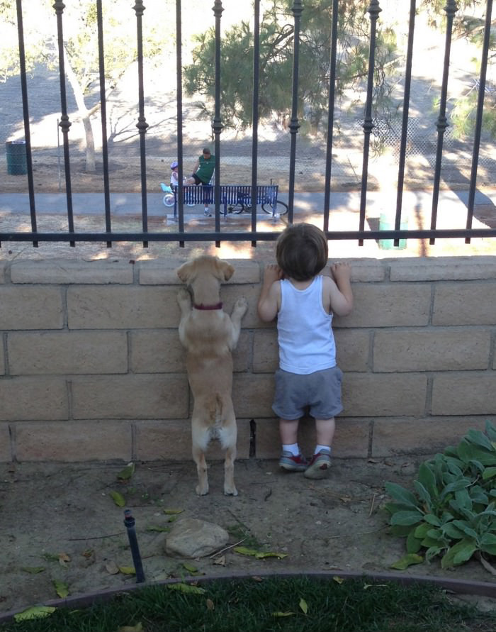 Dog And Kid Just Staring Together