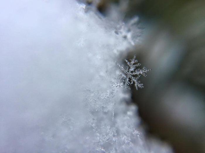 Magic Of Snow: I Try To Capture A Perfect Snowflake