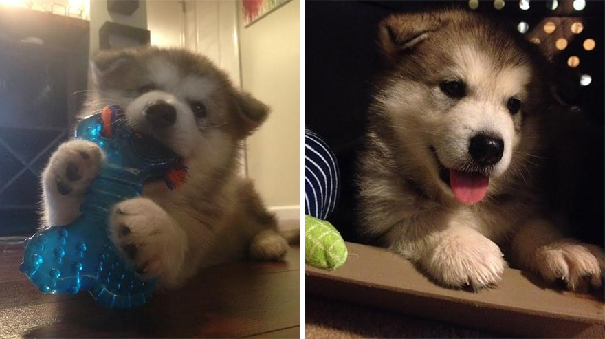 THEN & NOW: This Dog Destroys Every Stuffed Animal Except This One