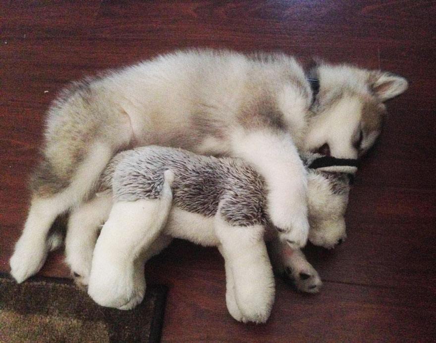 THEN & NOW: This Dog Destroys Every Stuffed Animal Except This One