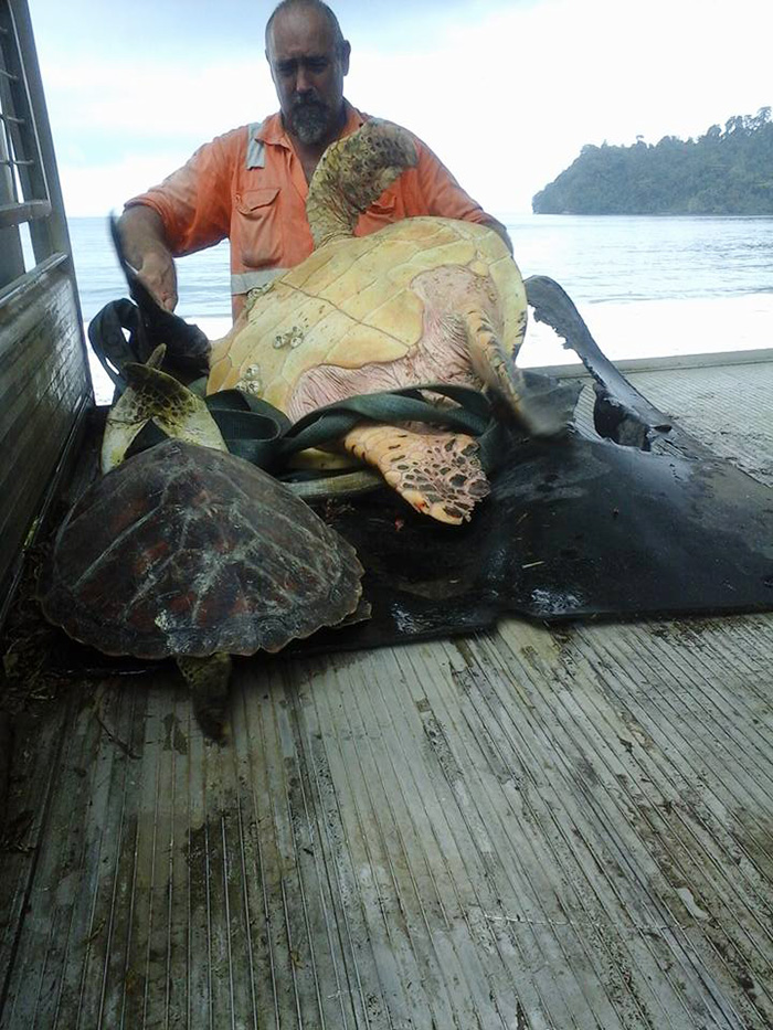 Man Buys Turtles From Food Market And Releases Them Back To The Sea