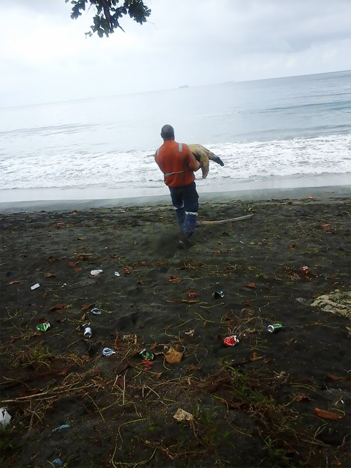 man-saves-sea-turtles-arron-culling-papua-new-guinea-6