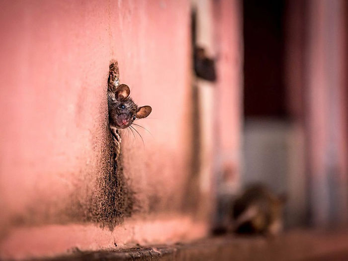 Mouse peeking out of a hole in a wall, featured in National Geographic's top photos capturing wildlife moments.