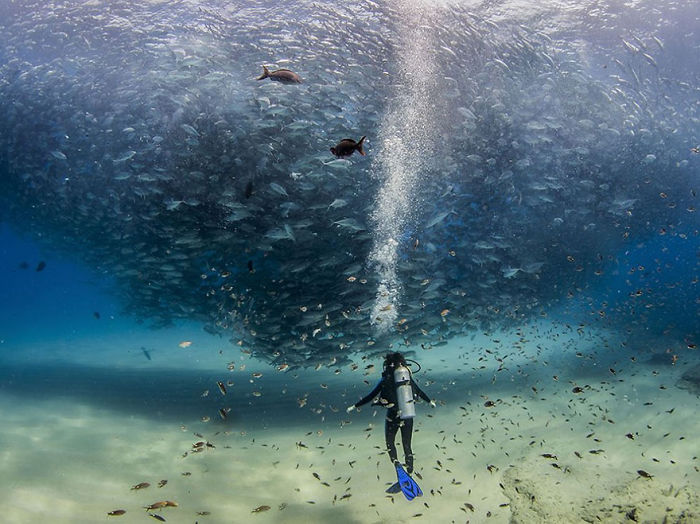 Scuba diver swimming near a massive school of fish underwater in a stunning National Geographic photo.