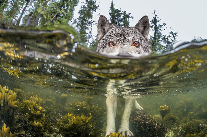 Wolf peeking above water with clear underwater view of plants in a striking National Geographic photo from 2015.