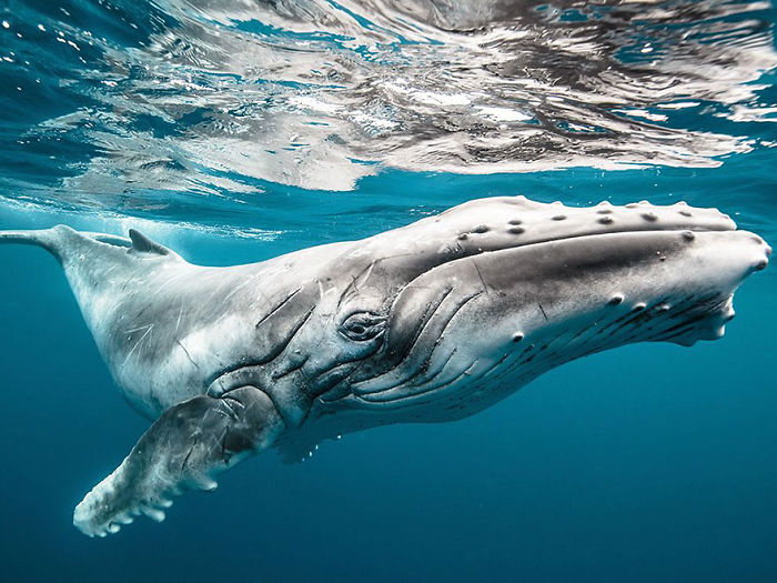 Humpback whale calf swimming underwater in clear ocean, captured in stunning National Geographic photo of 2015.