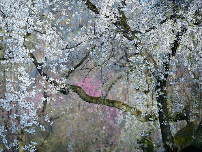 Blossoming cherry trees with delicate white flowers in a serene natural setting from National Geographic photos.