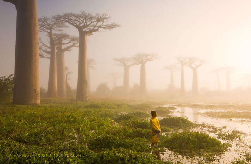 Mother Of The Forest, Madagascar
