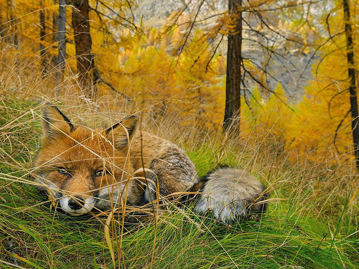 Red fox resting in autumn grass surrounded by yellow trees in a nature scene from National Geographic photos.