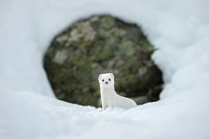 Weasel standing on snow near cave entrance in a nature scene from National Geographic top photos 2015.