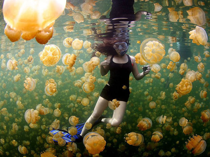 Underwater woman snorkeling surrounded by numerous golden jellyfish in a stunning National Geographic top photos scene.