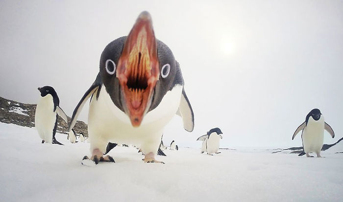 Close-up of a curious penguin with an open beak on snowy ice among a group of penguins in a National Geographic photo.