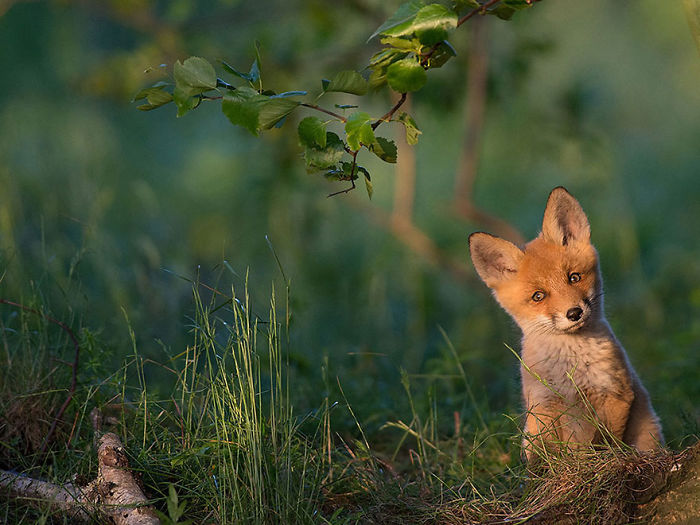 Fox cub peeking through grass in a forest clearing, captured in a stunning nature scene from top National Geographic photos.