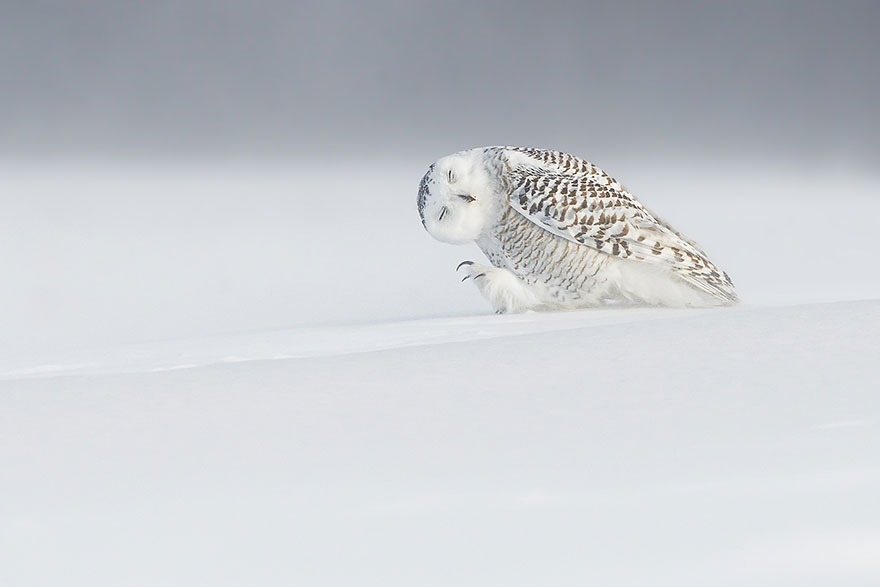 national geographic photo of the day internet favorites 2015 43 880