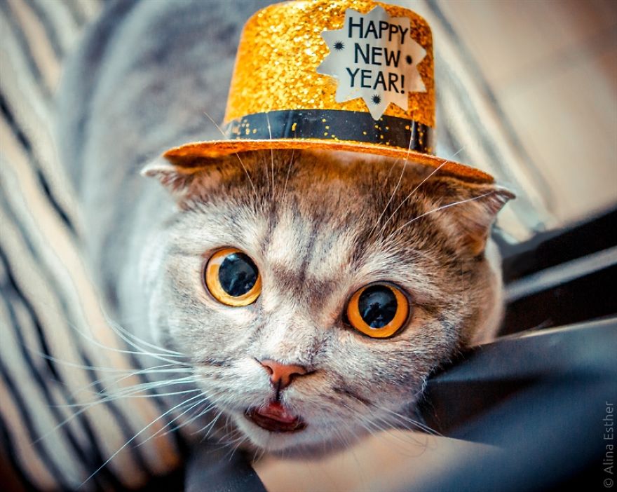 New Year's Greetings From Melissa The Einstein Cat