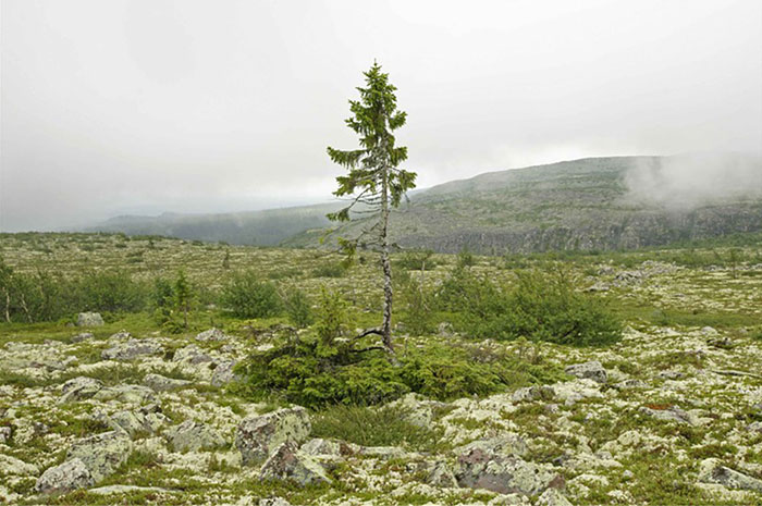 9,500-Year-Old Tree Found in Sweden Is The World's Oldest Tree