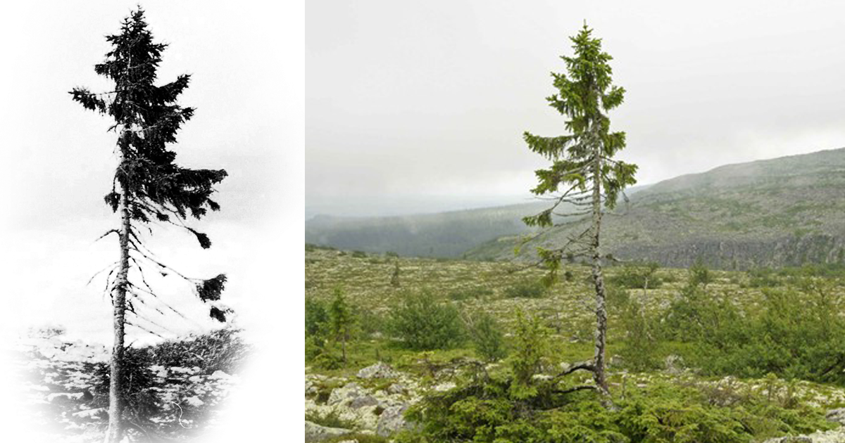 Î‘Ï€Î¿Ï„Î­Î»ÎµÏƒÎ¼Î± ÎµÎ¹ÎºÏŒÎ½Î±Ï‚ Î³Î¹Î± ancient pine tree png images