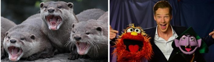 Benedict Cumberbatch Looks Like An Otter.