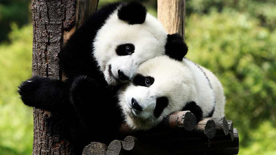 Pandas In Love Are More Likely To Have Babies