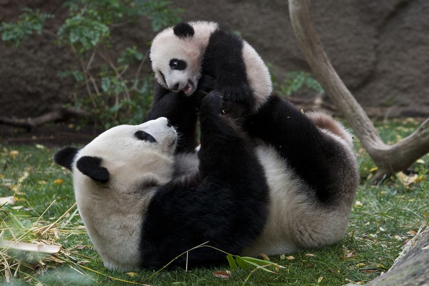 Pandas In Love Are More Likely To Have Babies