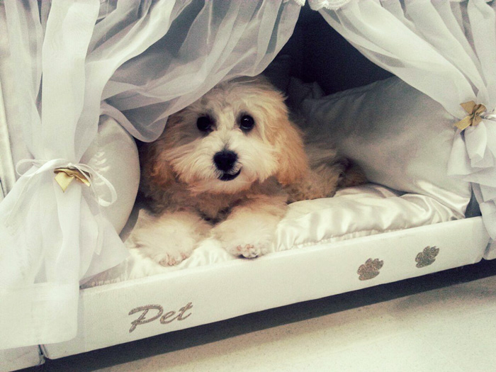 This Bed Has A Tiny Compartment For Your Pet So That You Can Sleep Together