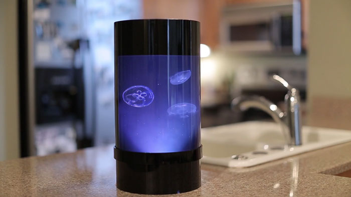 Now You Can Have Pet Jellyfish At Home