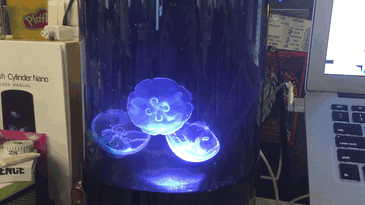 Now You Can Have Pet Jellyfish At Home