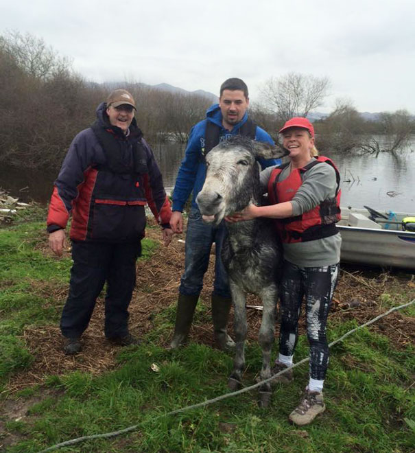 Donkey Smiles From Ear To Ear After Being Rescued From Flood In Ireland