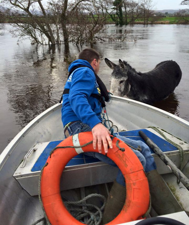 Donkey Smiles From Ear To Ear After Being Rescued From Flood In Ireland