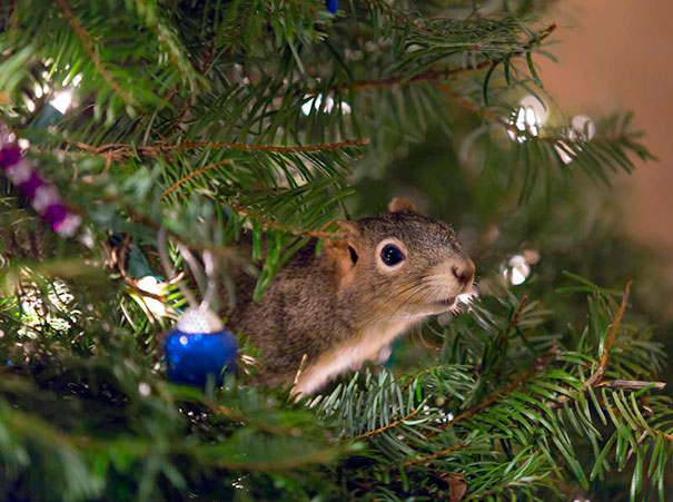 rescued-squirrel-christmas-tree-4