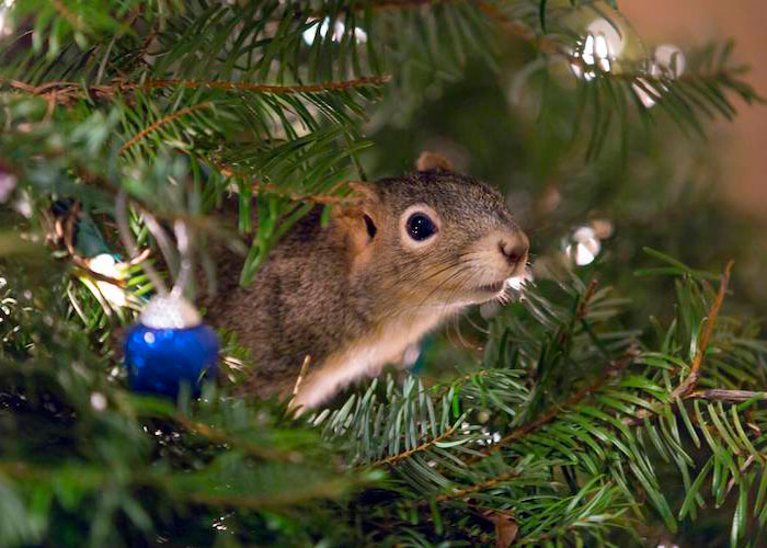 Couple Saves A Squirrel And Now It Lives In Their Christmas Tree