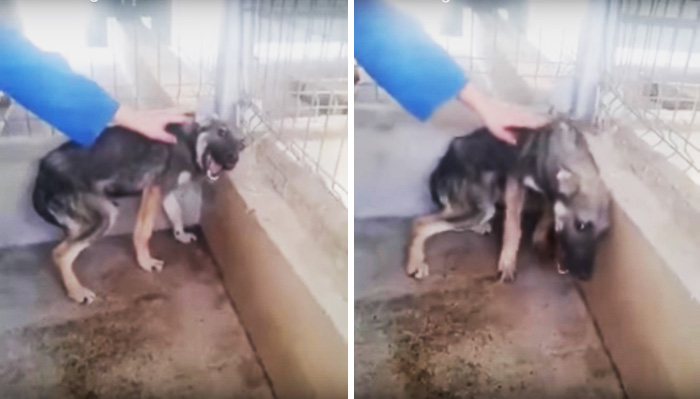 Abused Dog Petted For The First Time (Don’t Watch With Sound If You’re Sensitive)