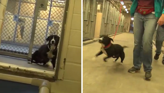 Shy Shelter Dog Can’t Hold Back Emotions When He Realizes He’s Been Adopted From A High-Kill Shelter
