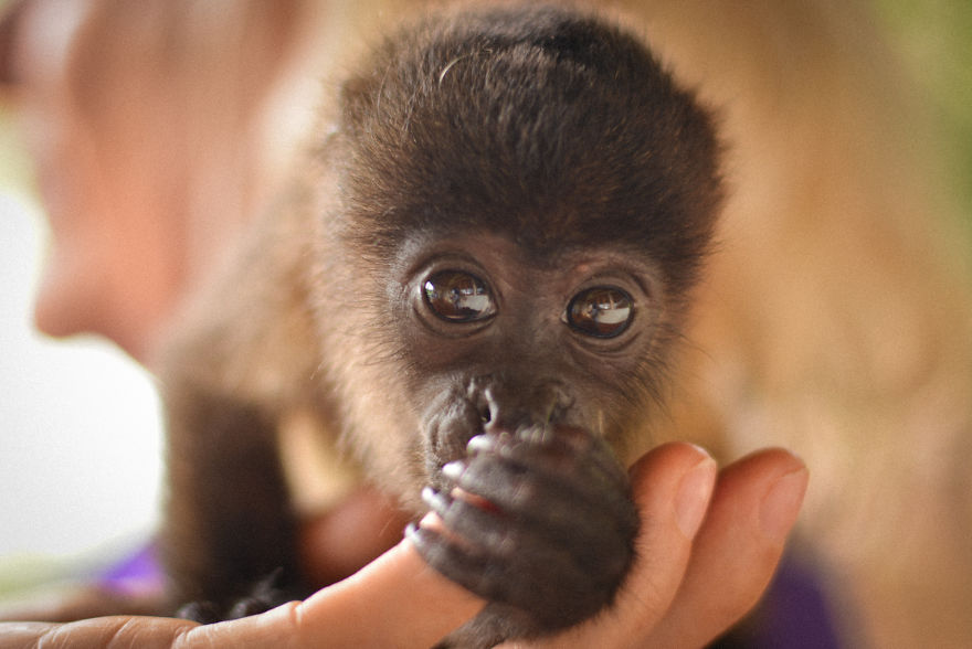 This Baby Monkey Taught Me A Lesson About The Purity We Don’t See In Humans