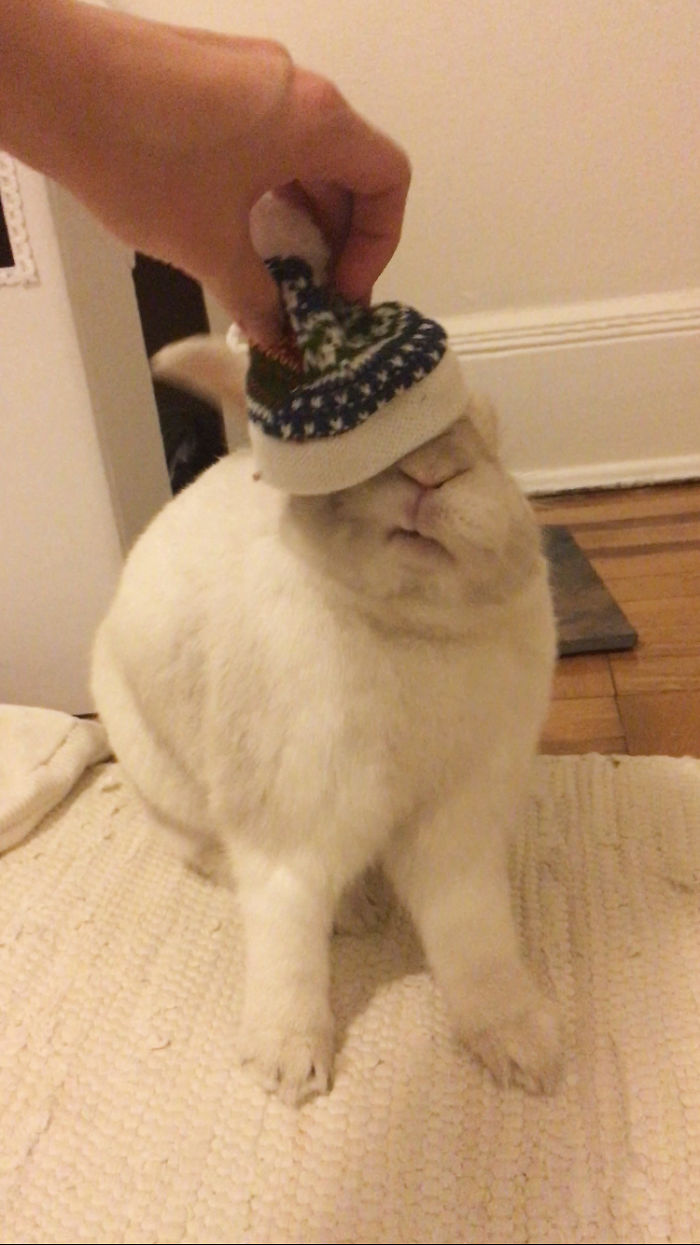 Our Bunny Received His Christmas Gift Early This Year And His Expression Was Priceless
