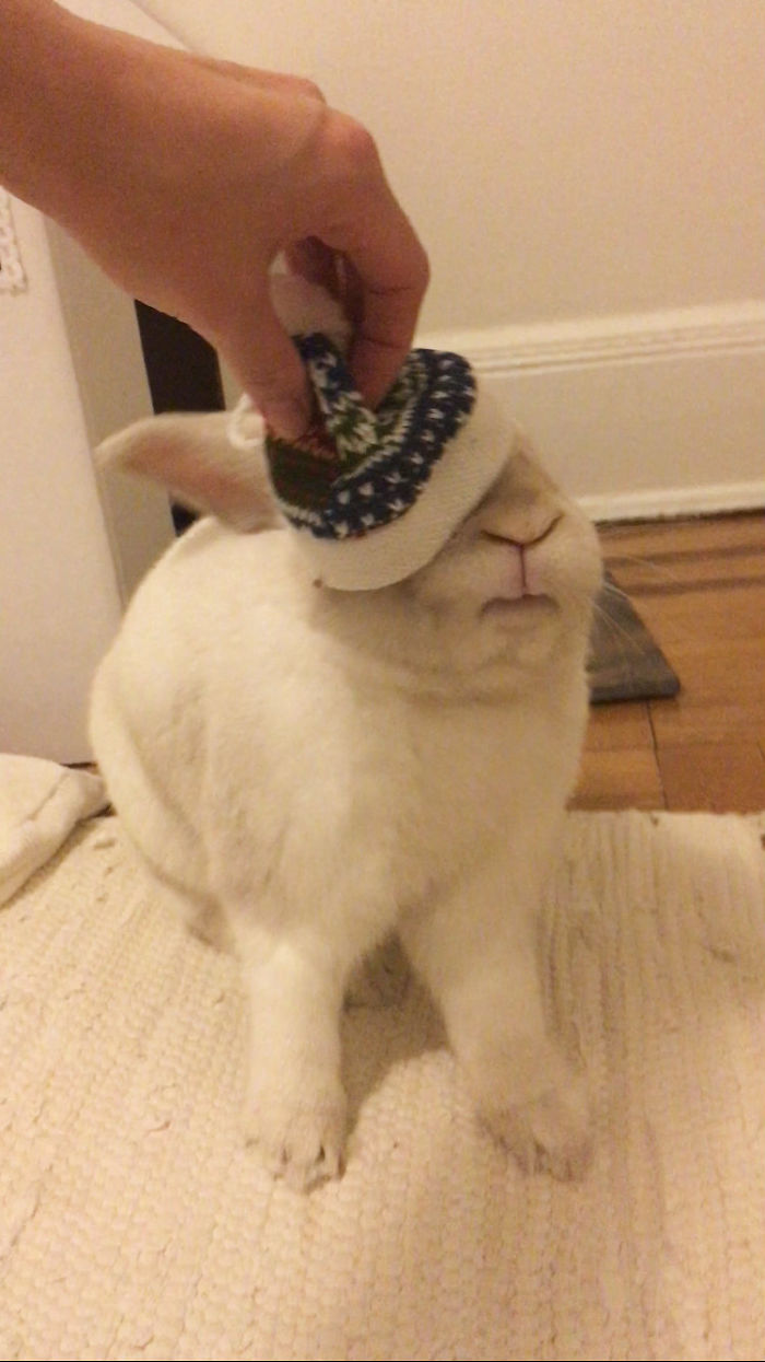 Our Bunny Received His Christmas Gift Early This Year And His Expression Was Priceless