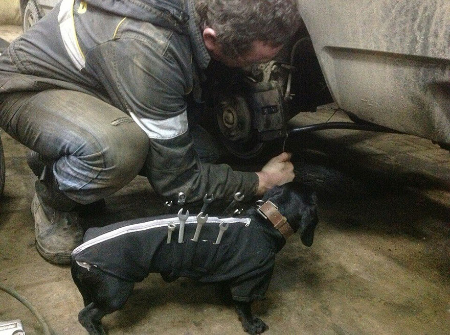 Tool-Dog Helping Humans Fix Cars Is The Cutest Little Assistant