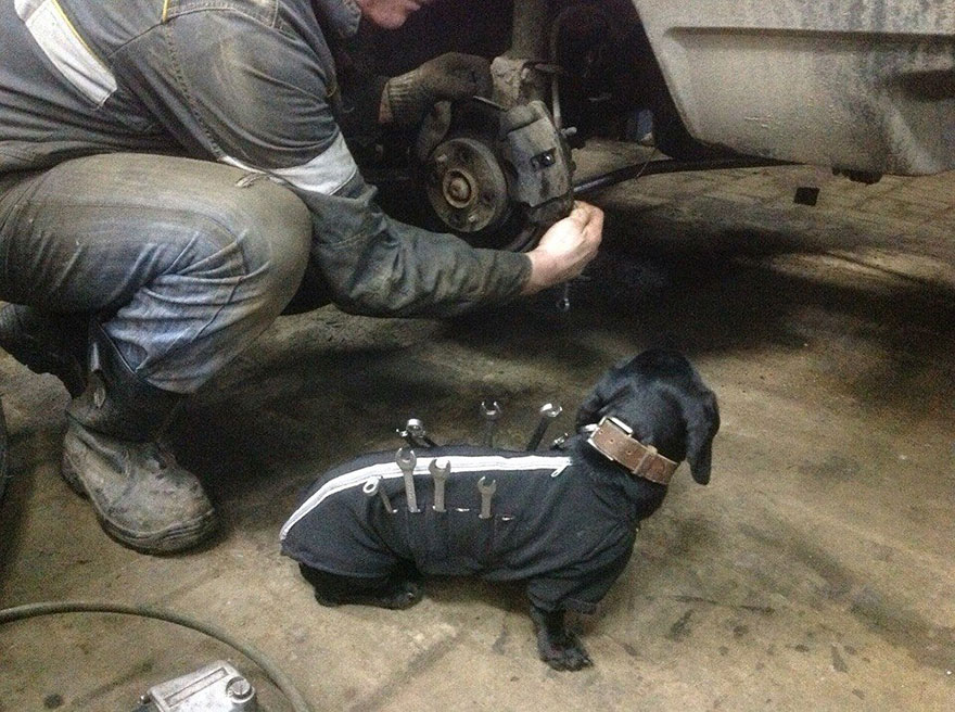 Tool-Dog Helping Humans Fix Cars Is The Cutest Little Assistant