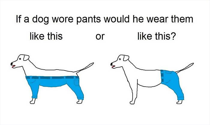 tough-questions-funny-if-dog-wear-pants-7