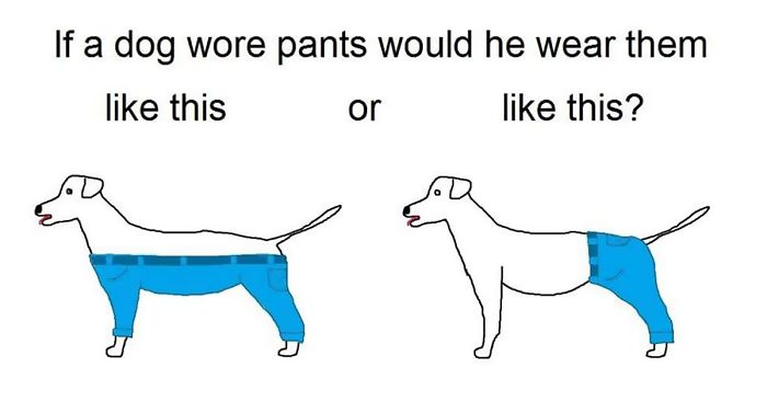 Time For Serious Questions: How A Dog Should Wear Pants? | Bored Panda