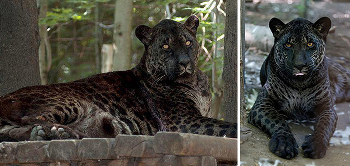 18 Hybrid Animals That Are Hard To Believe Actually Exist