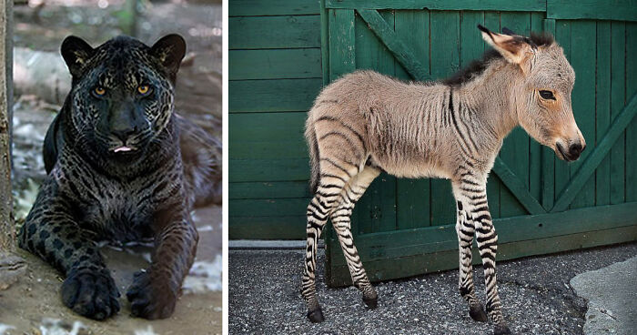 18 Hybrid Animals That Are Hard To Believe Actually Exist | Bored Panda