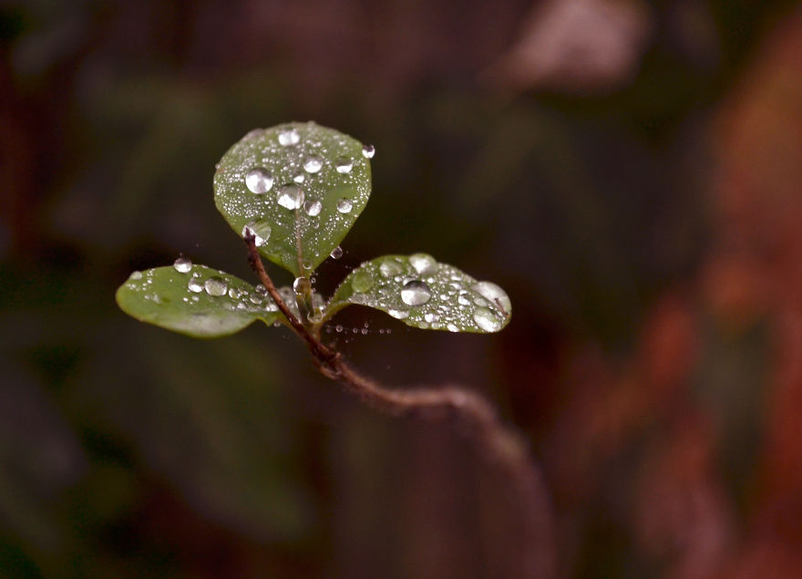 Verisimilitude Verisimilitude