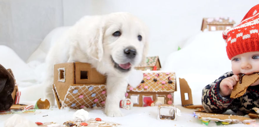 Watch Babies, Dogs, And Kittens Wreck A Gingerbread Village In The Cutest Demolition Ever