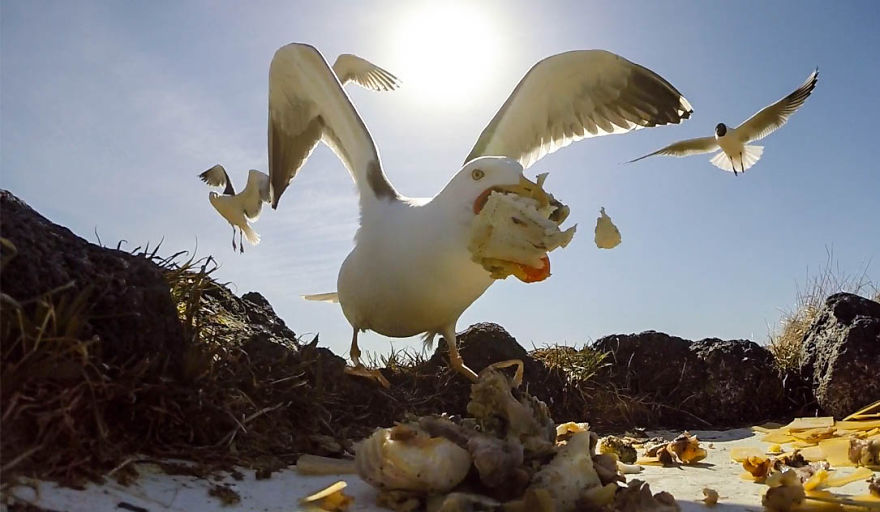 We Gave The Birds Our Leftovers And Hid The Camera. Here's What Happened